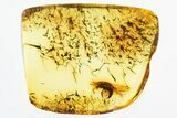Detailed Fossil Rove Beetle (Tachyporinae) in Baltic Amber #325399-1
